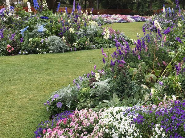 Six Best Native Groundcovers for Spring Flowers in the Garden